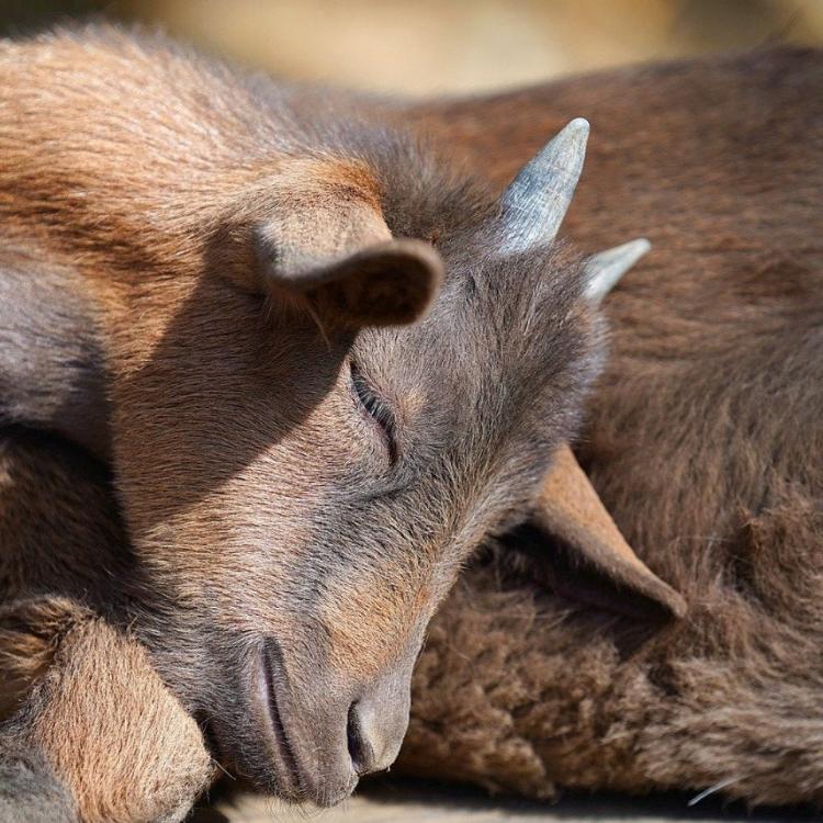 Tierwasser Humanum Beispiel Ziege Kornkammer-Natur