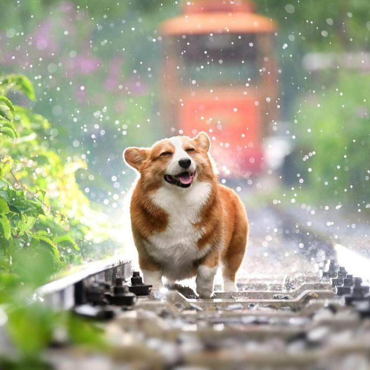 Tierwasser humanum 50ml Tiere Pflege Hund Kornkammer Natur