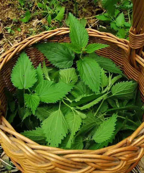 Brennnessel frisch Kornkammer Natur