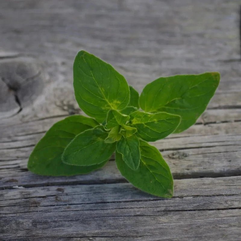 Oregano Pflanze Kornkammer Natur