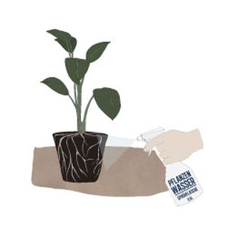 Pflanzenwasser (humanum) Pflanzen und Tiere Wasser Urprinzip Pflanzen Haus Humanum Kornkammer Natur 2