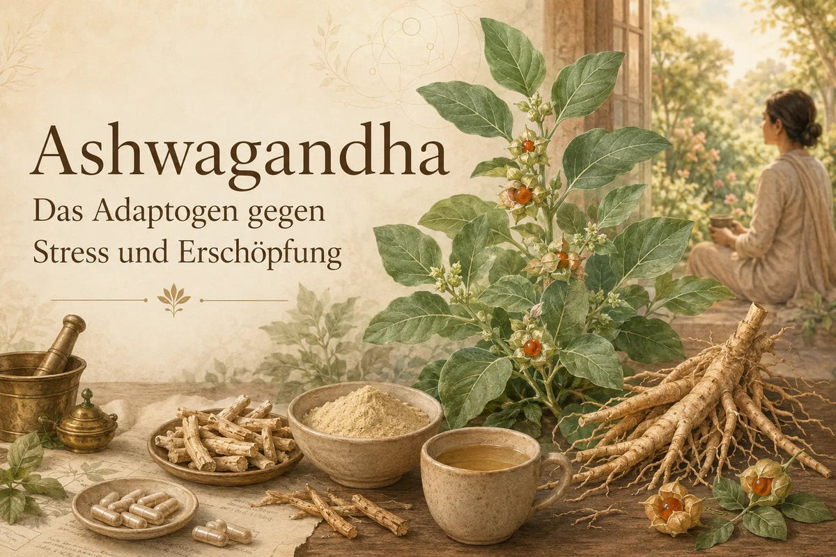 Ashwagandha: Das Adaptogen gegen Stress und Erschöpfung