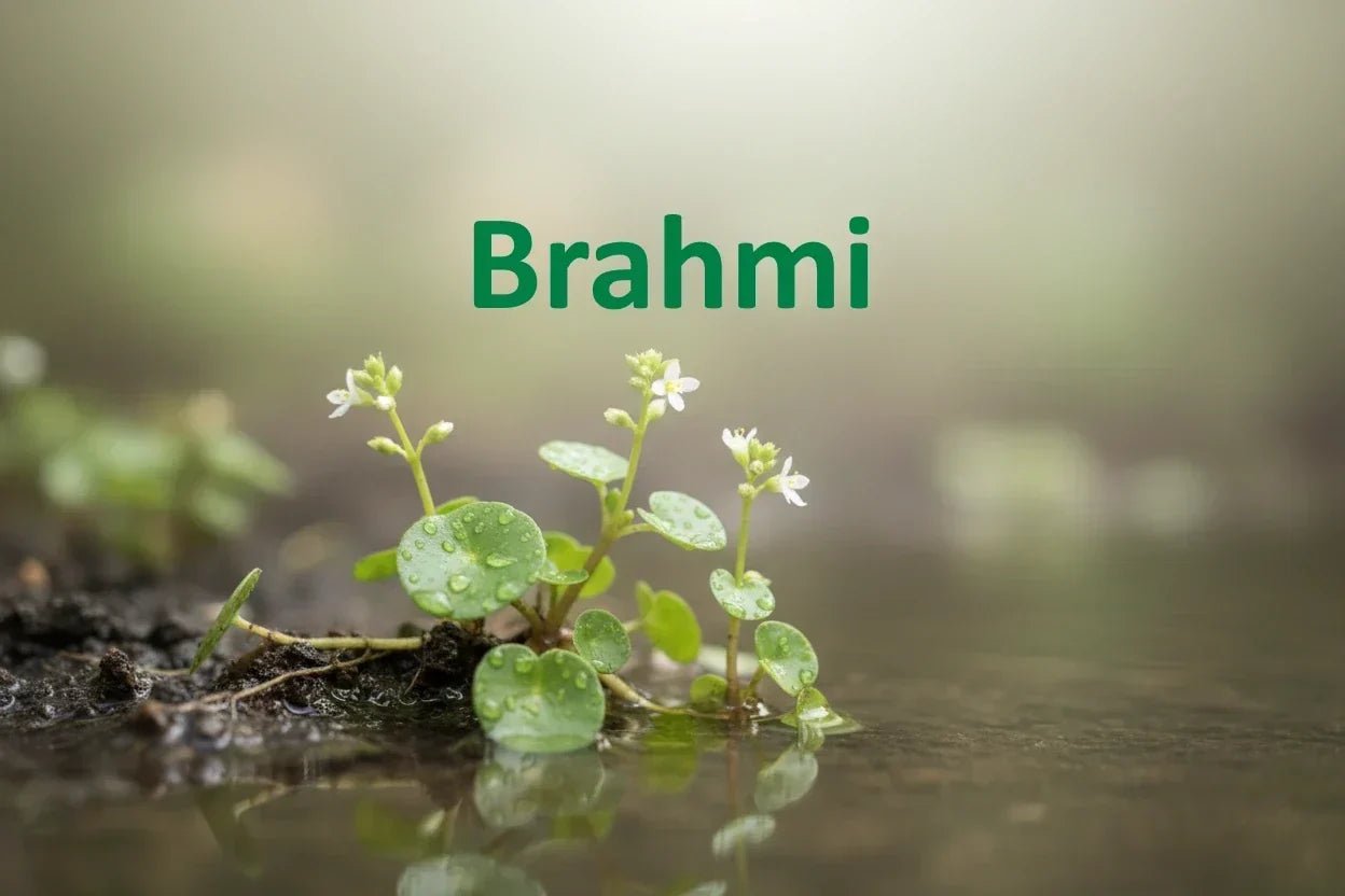 Brahmi - die Gedächtnispflanze