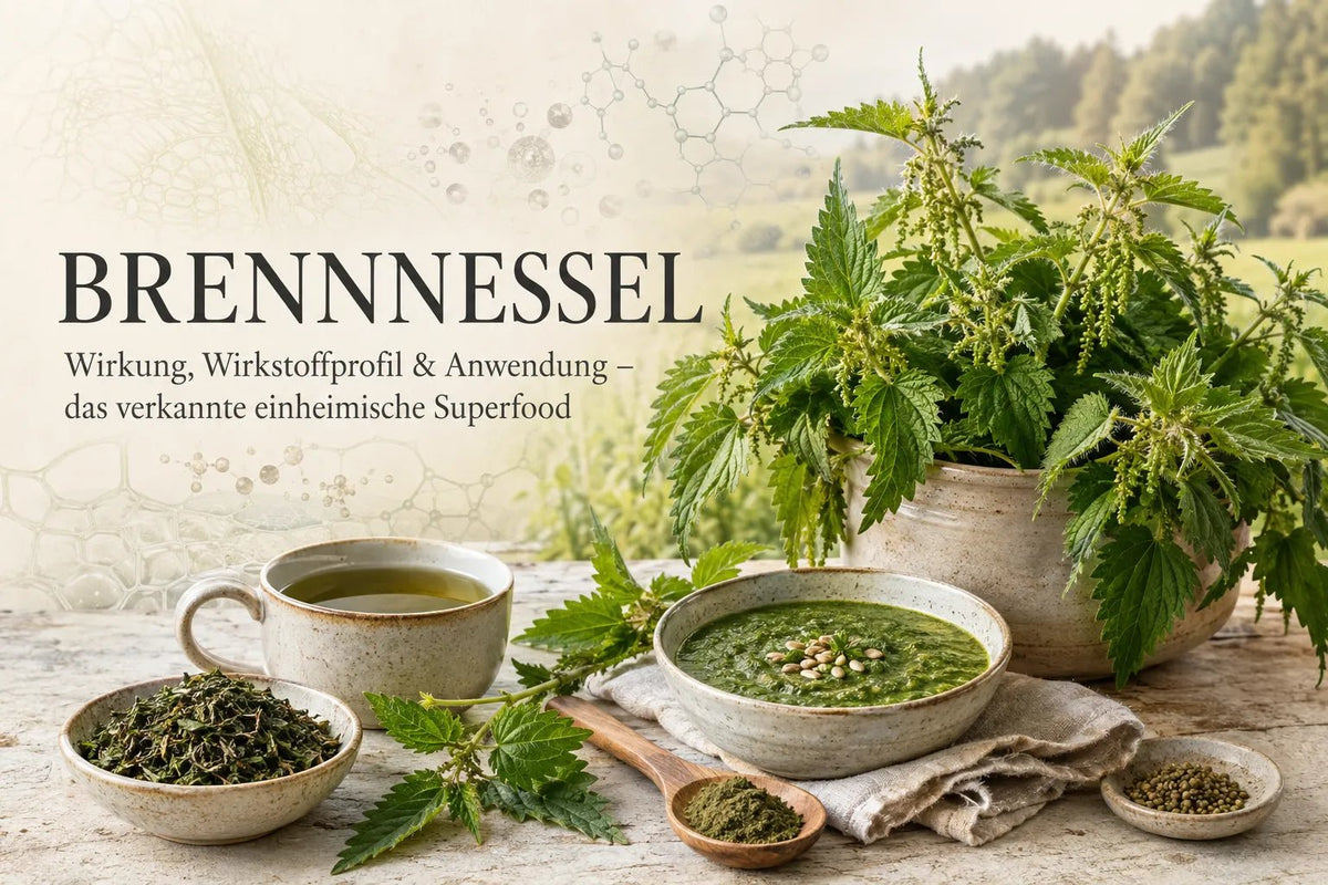 Brennnessel: Wirkung, Wirkstoffprofil & Anwendung – das verkannte einheimische Superfood