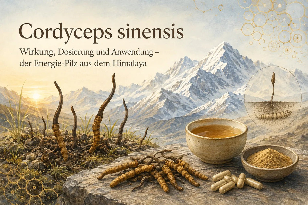 Cordyceps sinensis: Wirkung, Dosierung und Anwendung – der Energie-Pilz aus dem Himalaya