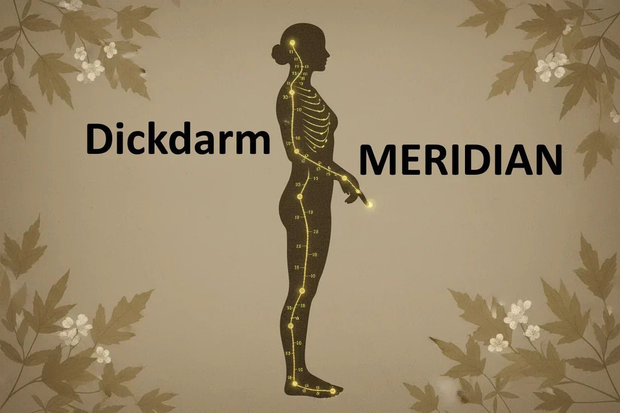 Der Dickdarmmeridian: Loslassen, Immunstärke & Hautgesundheit in der TCM