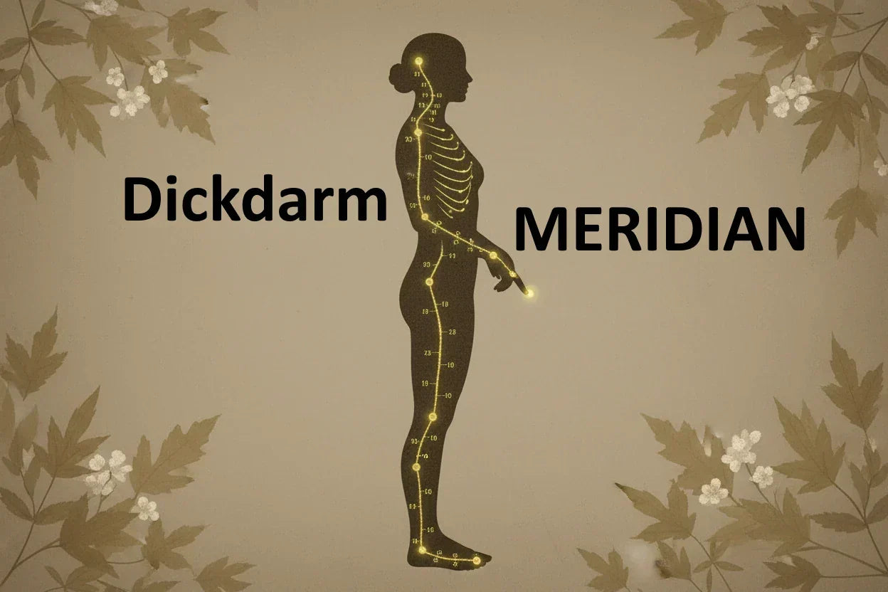 Der Dickdarmmeridian: Loslassen, Immunstärke & Hautgesundheit in der TCM