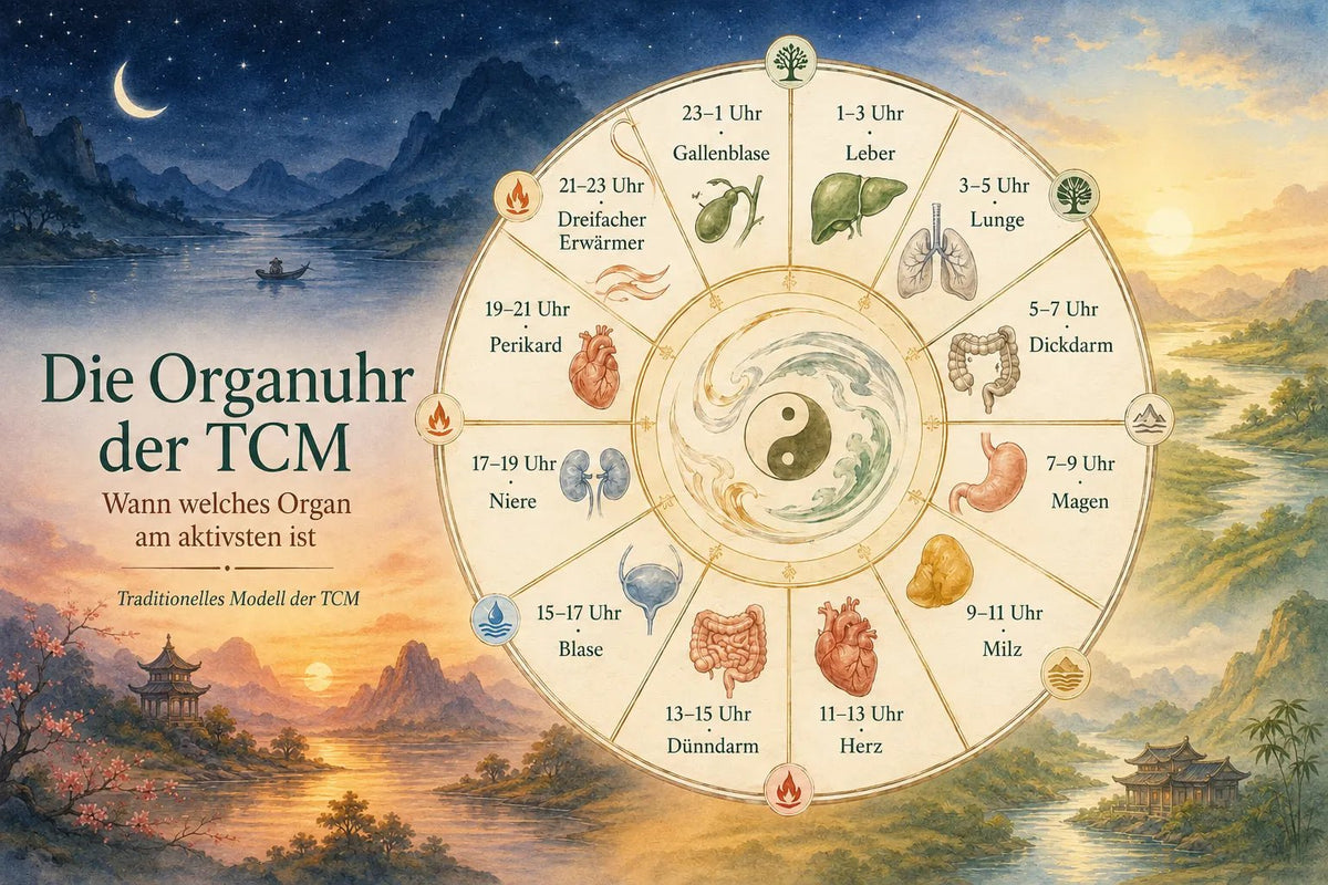 Die Organuhr der TCM: Wann welches Organ am aktivsten ist
