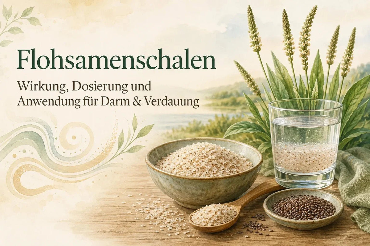 Flohsamenschalen Wirkung, Dosierung und Anwendung für Darm & Verdauung