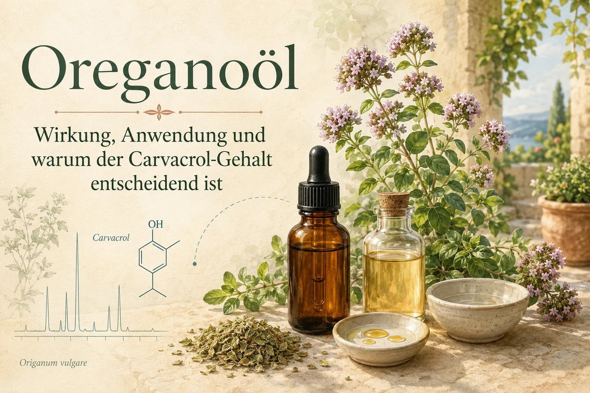 Oreganoöl: Wirkung, Anwendung und warum der Carvacrol-Gehalt entscheidend ist