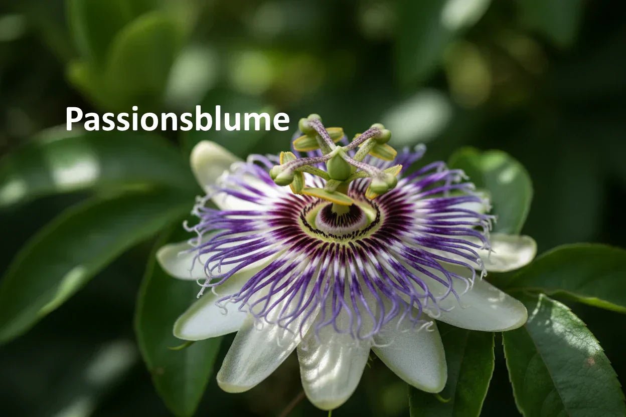 Passionsblume (Passiflora incarnata): Wirkung, Anwendung & Dosierung für Schlaf & Nerven