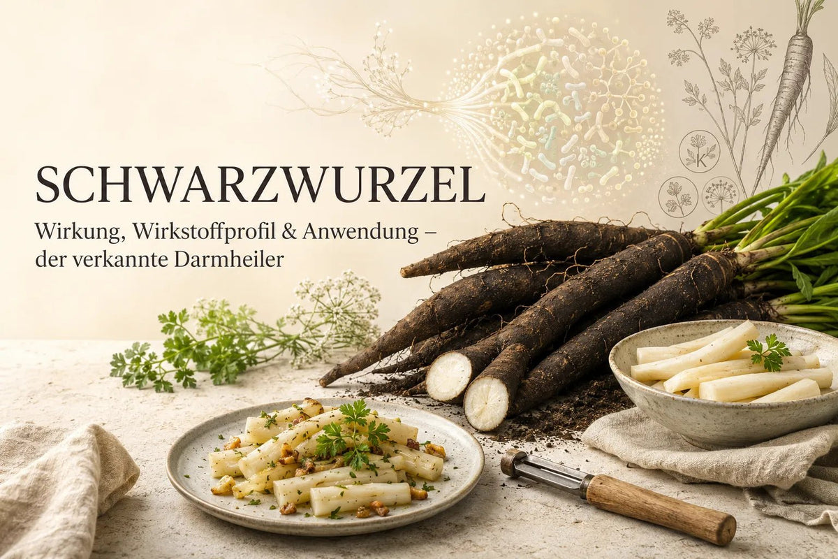 Schwarzwurzel: Wirkung, Wirkstoffprofil & Anwendung – der verkannte Darmheiler