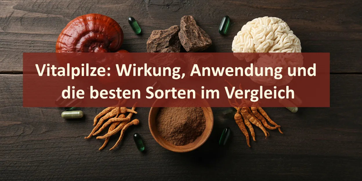 Vitalpilze: Wirkung, Anwendung und die besten Sorten im Vergleich Banner-Bild