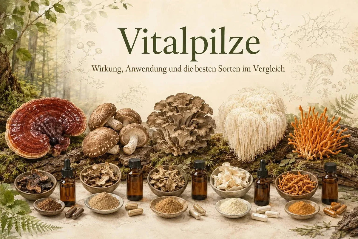 Vitalpilze: Wirkung, Anwendung und die besten Sorten im Vergleich