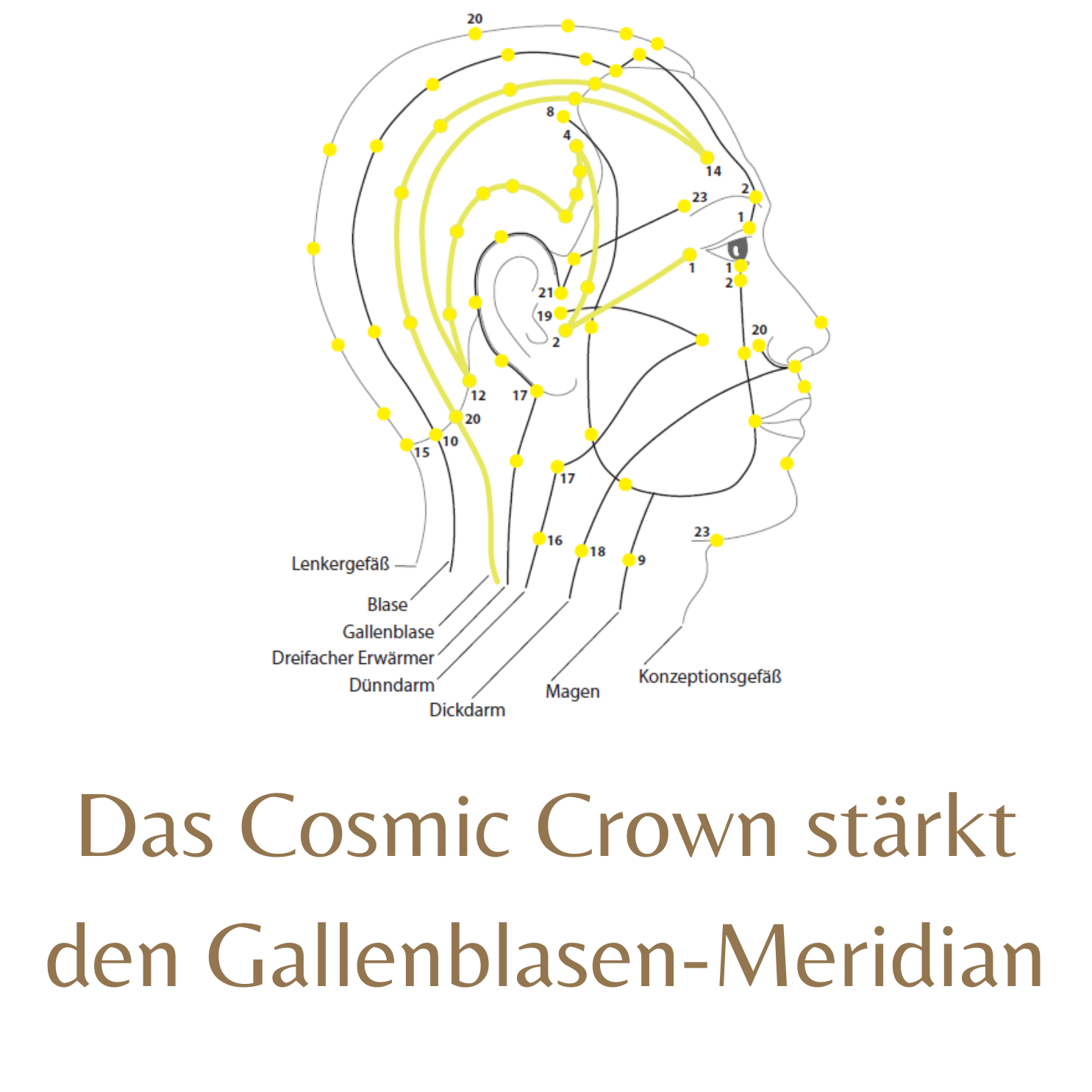 Das Cosmic Crown stärkt den Gallenblasen-Meridian
