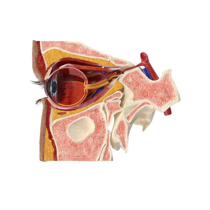 Augen  in der Kornkammer Natur Themengebiet