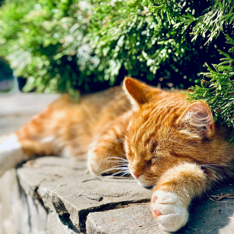 Tierwasser Humanum Anwendung Beispiel Katze