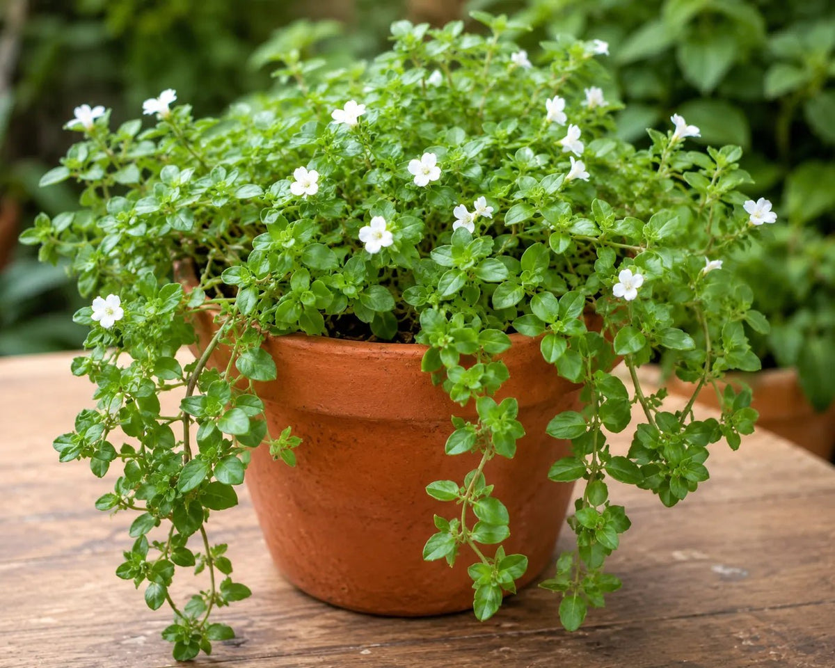 Bio Brahmi - Topf - Unimedica  -Kornkammer Natur