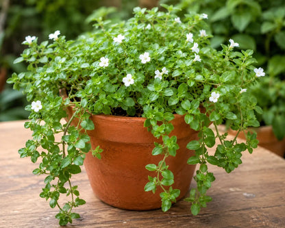 Bio Brahmi - Topf - Unimedica  -Kornkammer Natur