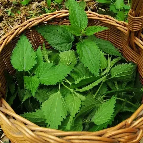 Brennnessel frisch Kornkammer Natur