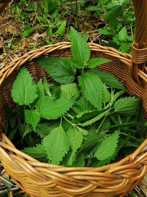 Brennesselblätter, geschnitten Bio - Tee - Wurdies - Kornkammer Natur