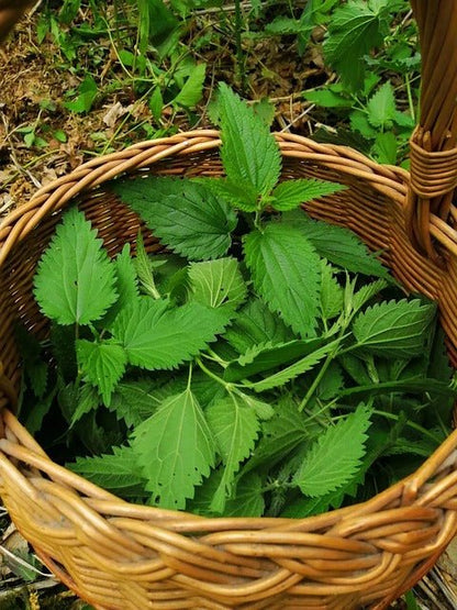 Brennesselblätter, geschnitten Bio - Tee - Wurdies - Kornkammer Natur