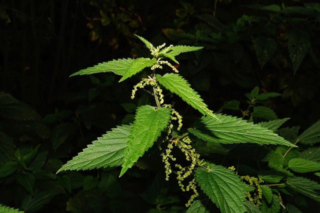 Brennesselsamen Bio - Nahrungsergänzung - Wurdies - Kornkammer Natur