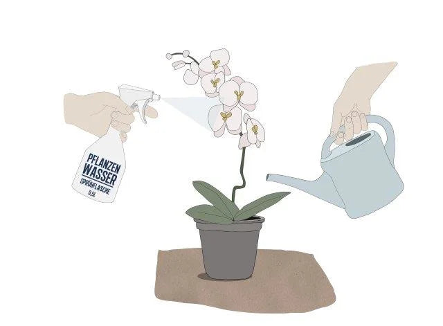 Pflanzenwasser in Sprühflasche sprüht eine Pflanze an