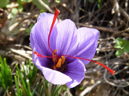safran Blüte kornkammer-natur