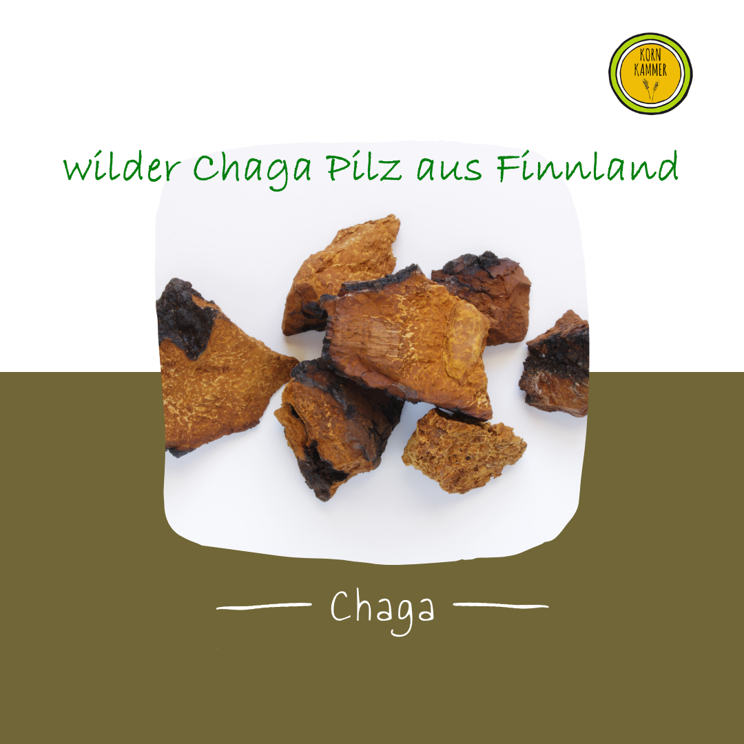 Finnischer Original Chaga Pilz Kornkammer Natur