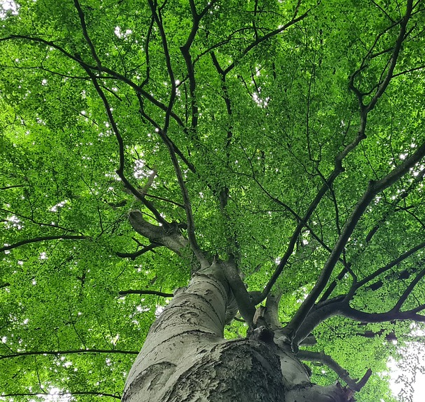 Großer Baum von unten