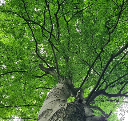 Großer Baum von unten 